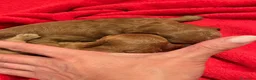 Caniche Toy perros en venta: Preciosa hembrita caniche toy 🧸  - Anuncio 8