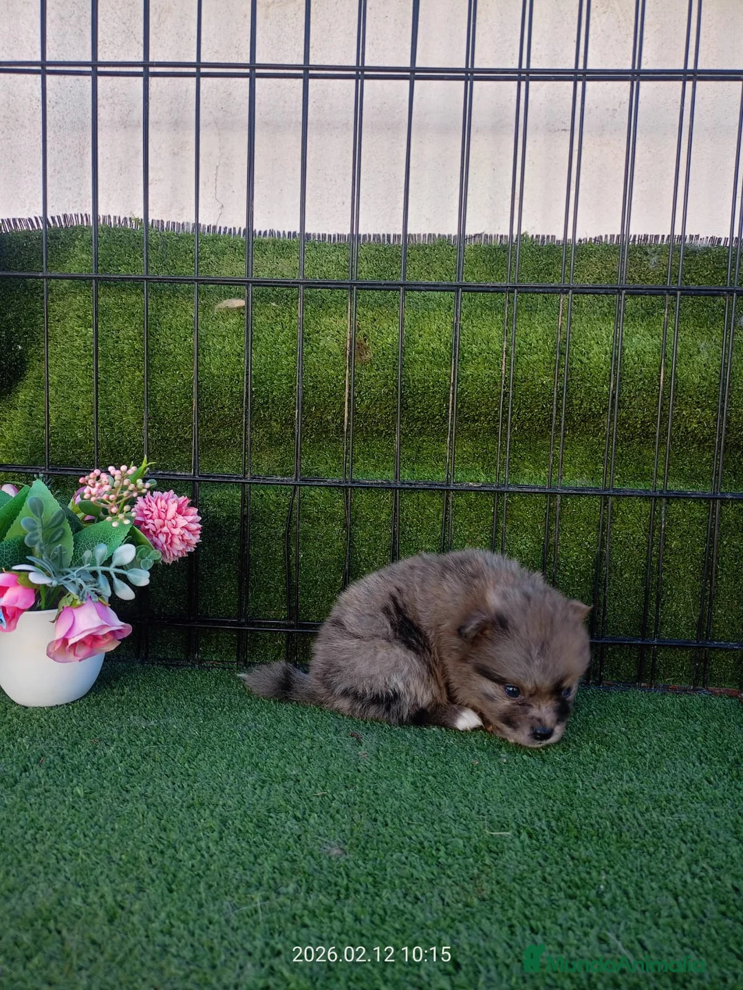 Pomerania perros en venta: POMERANIA  UNICO - Anuncio 1