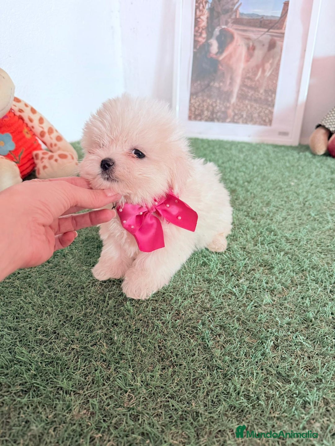 Bichón Maltés perros en venta: Bichón maltes coreano - Anuncio 1