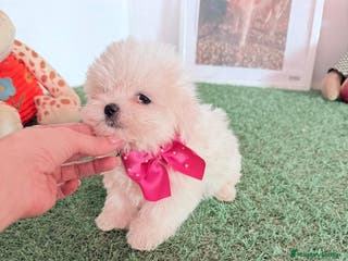 Bichón Maltés perros Bichón maltes coreano - Anuncio 1