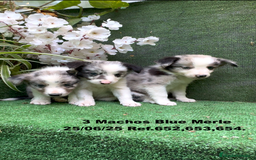 Border Collie perros en venta: BORDER COLLIE DE VILLA BIZNAGA - Imagen 10