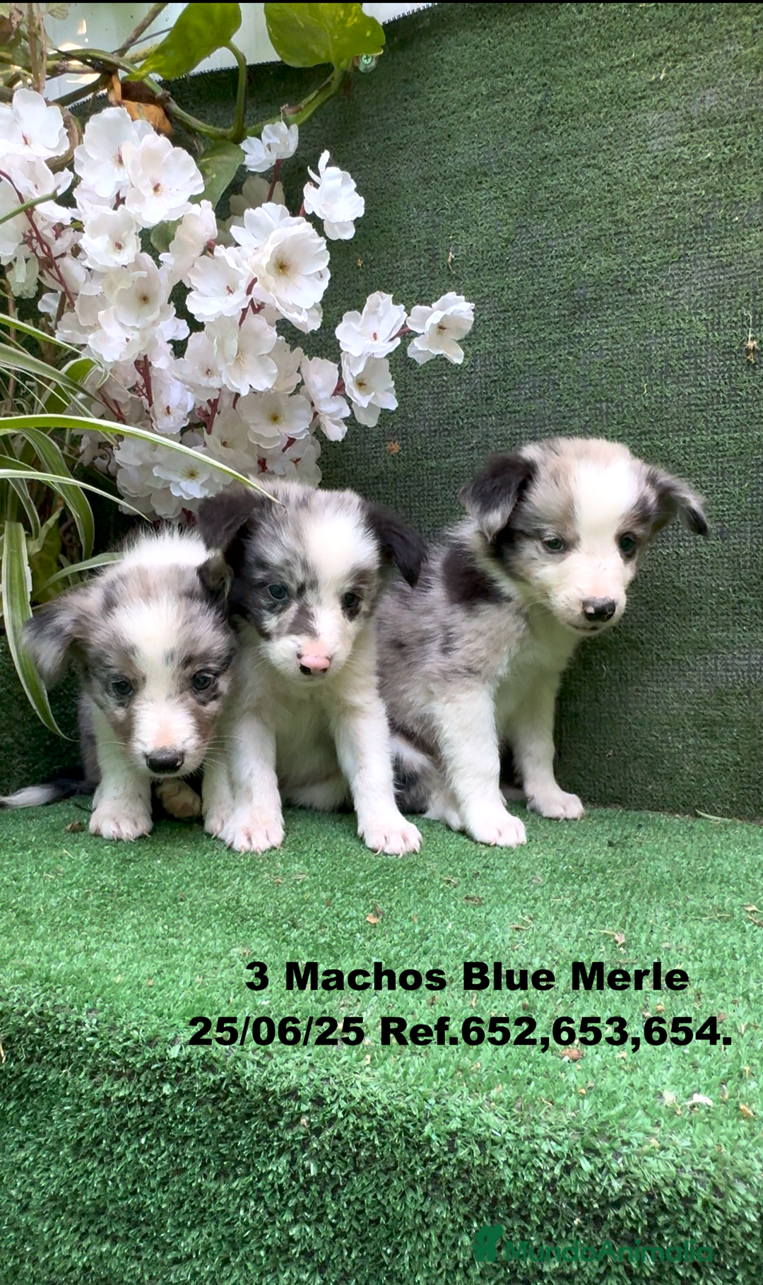 Border Collie perros en venta: BORDER COLLIE DE VILLA BIZNAGA - Imagen 10