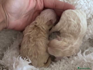 Maltipoo perros MALTIPOO HEMBRAS - Anuncio 1