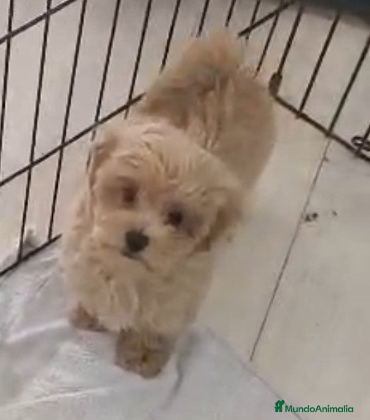 Maltipoo perros MALTIPOO HEMBRAS  - Anuncio 2