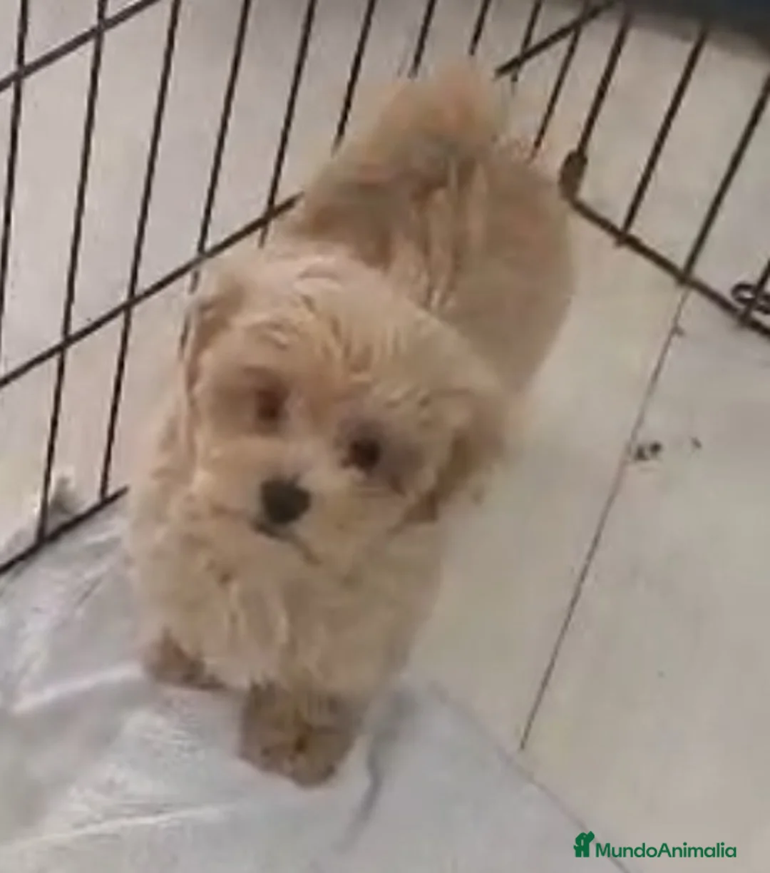 Maltipoo perros en venta: MALTIPOO HEMBRAS  - Anuncio 1