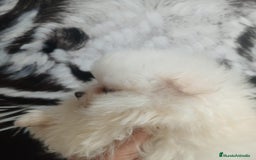 Pomerania perros en venta: Pomerania  - Anuncio 3