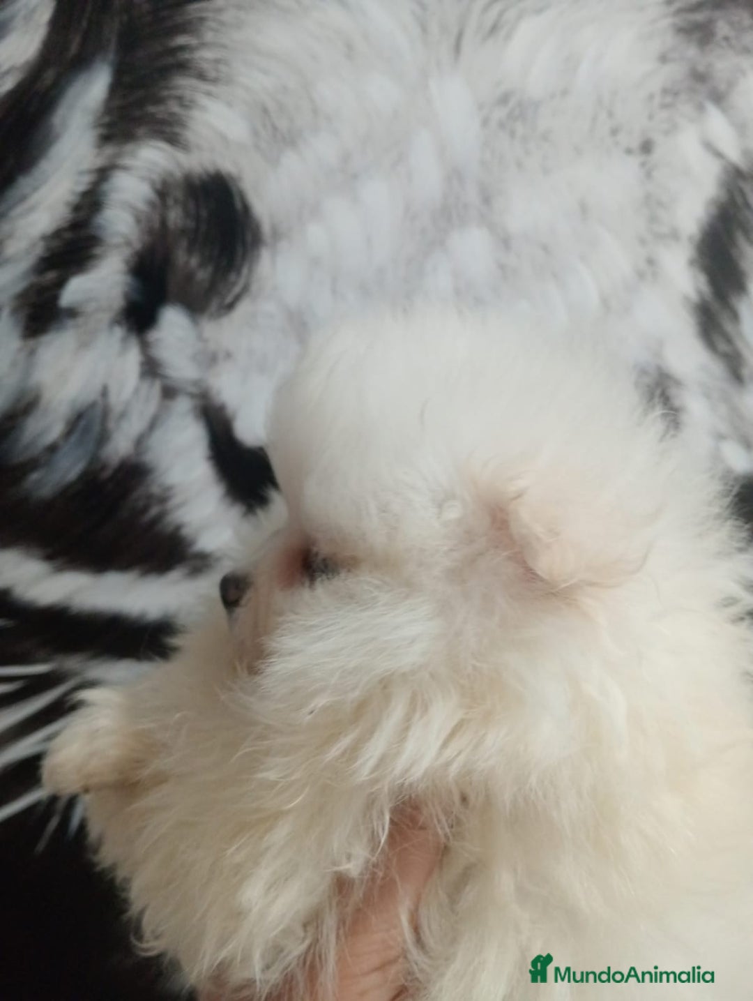 Pomerania perros en venta: Pomerania  - Anuncio 3