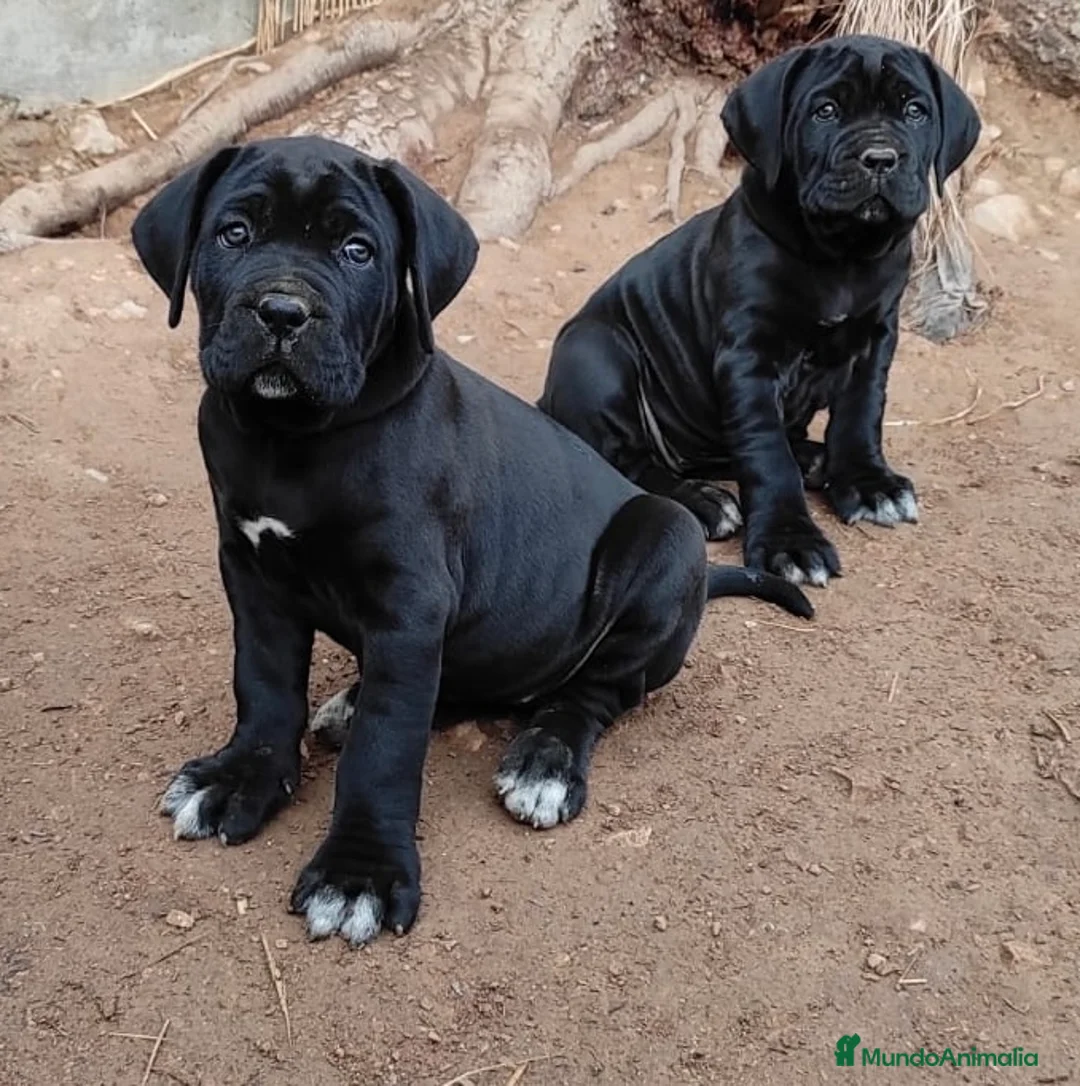 Cane Corso perros en venta: Cane corso - Anuncio 2