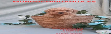 Caniche Toy Cachorro 9