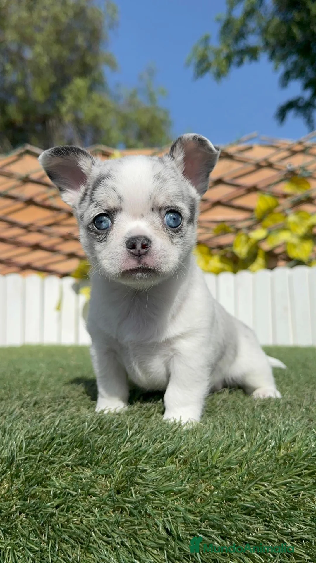 Chihuahua perros en venta: CHIHUAHUA MERLE  - Anuncio 2