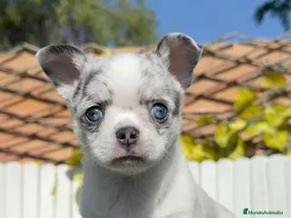 Chihuahua perros CHIHUAHUA MERLE - Anuncio 3