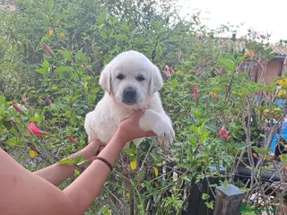 Labrador Retriever perros Labrador Retriever - Anuncio 5