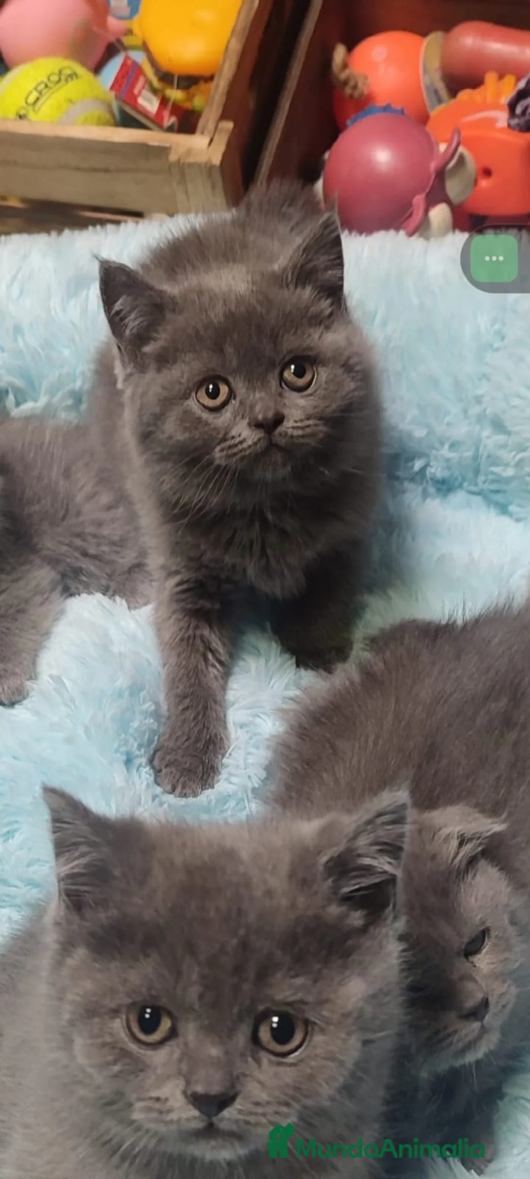 Británico de Pelo Corto Azul gatos en venta: Brithis - Anuncio 1