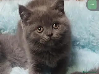 Británico de Pelo Corto Azul gatos Brithis - Anuncio 3