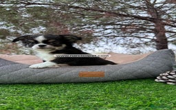 Chihuahua perros en venta: CHIHUAHUA PELO LARGO DISPONIBLE - Imagen 1
