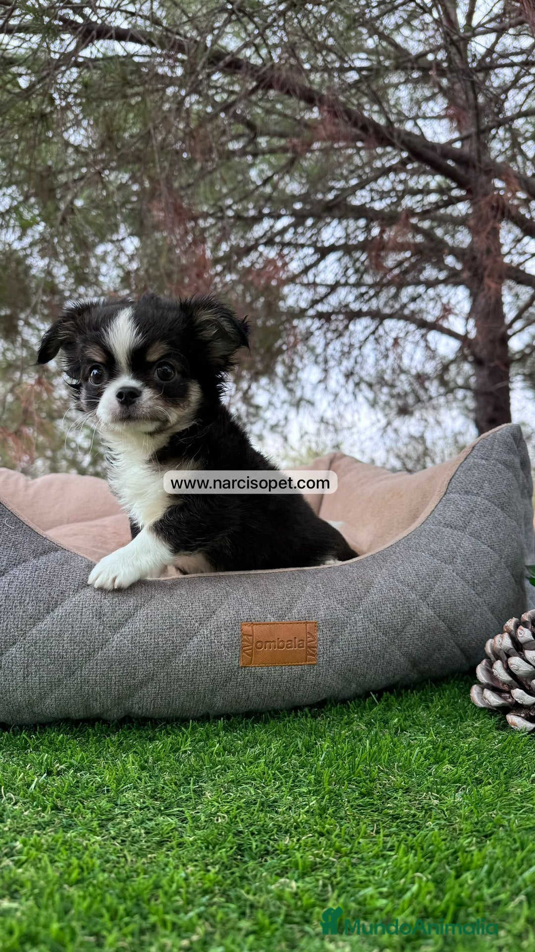 Chihuahua perros en venta: CHIHUAHUA PELO LARGO DISPONIBLE - Imagen 1