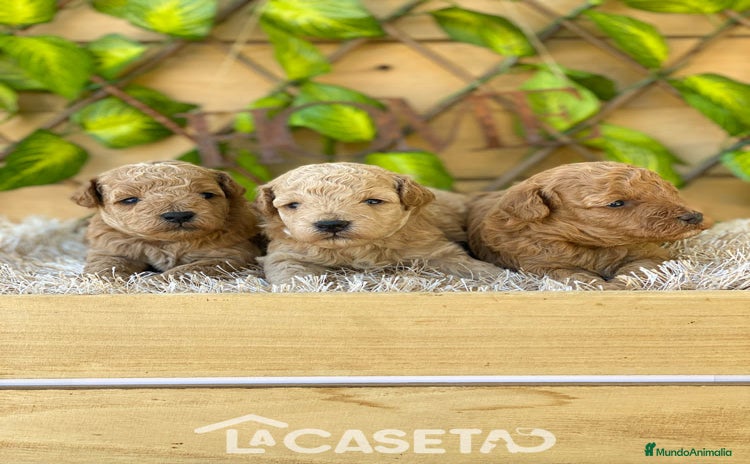Caniche Toy perros - Propaganda 1
