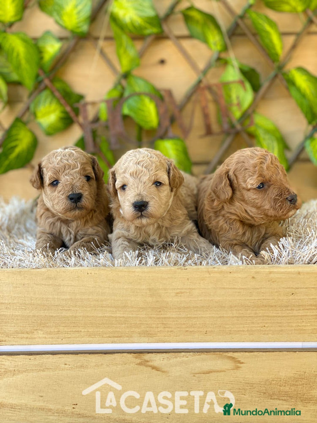 Caniche Toy perros en venta: Camada de Dinamita  - Imagen 1