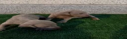 Weimaraner perros en venta: 🐾✨ BRACOS DE WEIMAR EN RESERVA ✨🐾 en Barcelona - Anuncio 7