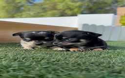 Chihuahua perros en venta: CHIHUAHUA-OJOS AZULES - Imagen 12