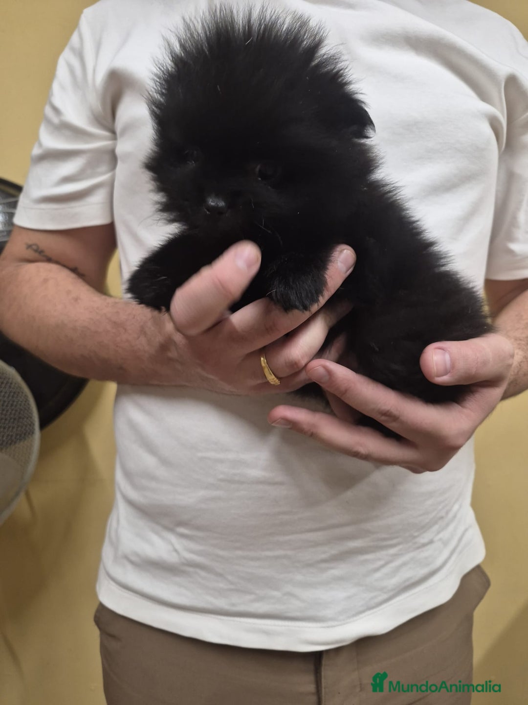 Pomerania perros en venta: LULU POMERANIA EXCLUSIVO  - Anuncio 3