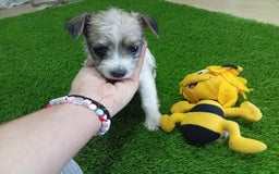 Raza Mixta perros en venta: PRECIOSA PAREJA ( LEER BIEN)  - Imagen 2