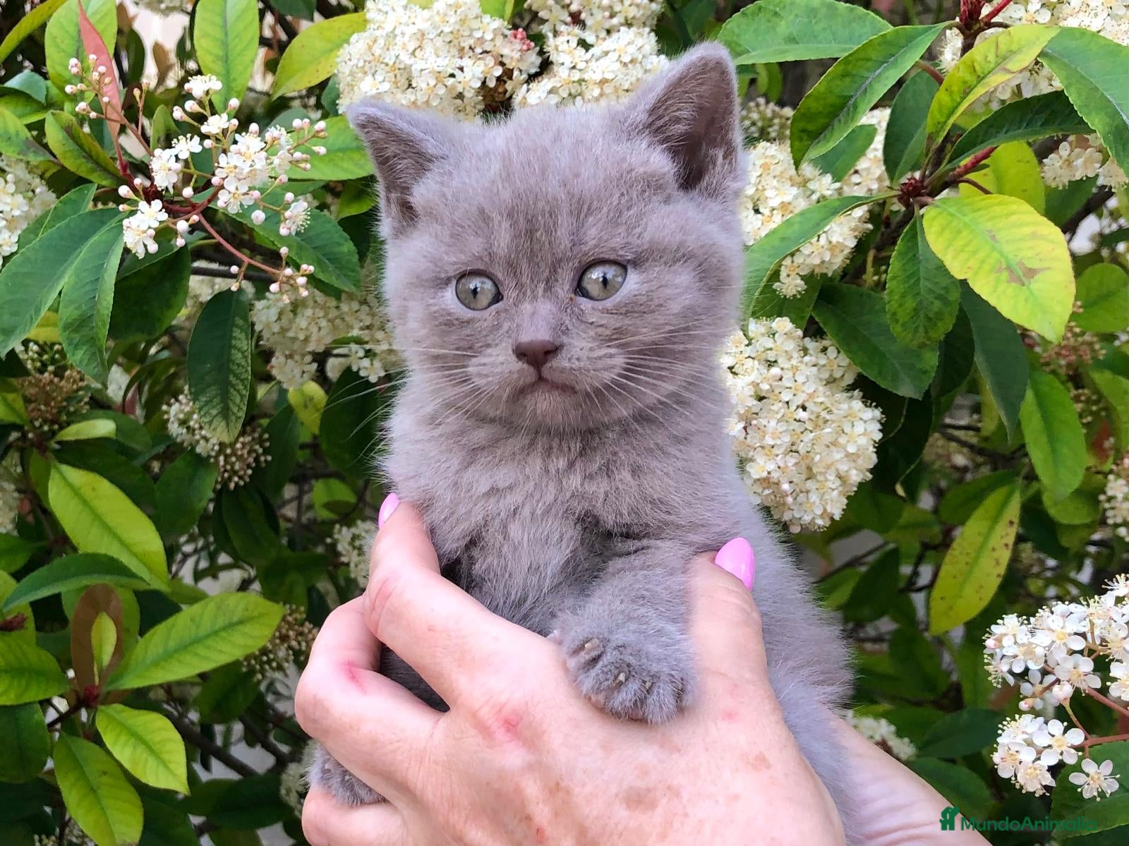 Británico de Pelo Corto gatos GATOS BRITISH Y SCOTTISH FOLD - Anuncio 1