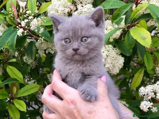 Británico de Pelo Corto gatos GATOS BRITISH Y SCOTTISH FOLD - Anuncio 1