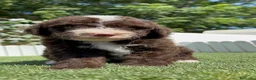Perro de Agua Español perros en venta: PERRO DE AGUA ESPAÑOL - Anuncio 13