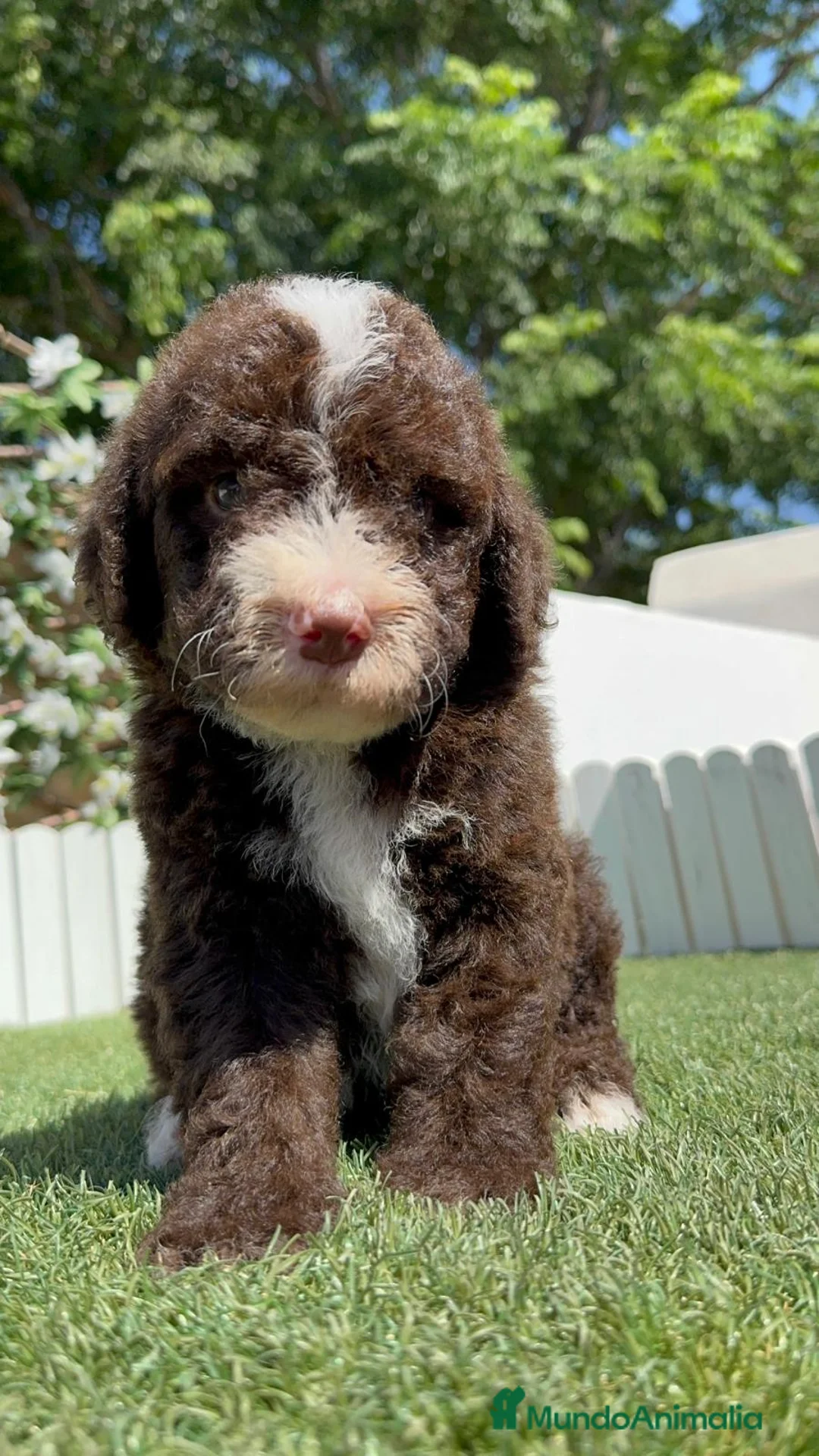 Perro de Agua Español perros en venta: PERRO DE AGUA ESPAÑOL - Anuncio 13