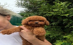 Caniche Toy perros en venta: Machito tea cup asiáticos  - Imagen 3