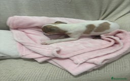 Chihuahua perros en venta: Chihuahua cabeza venado  - Imagen 4