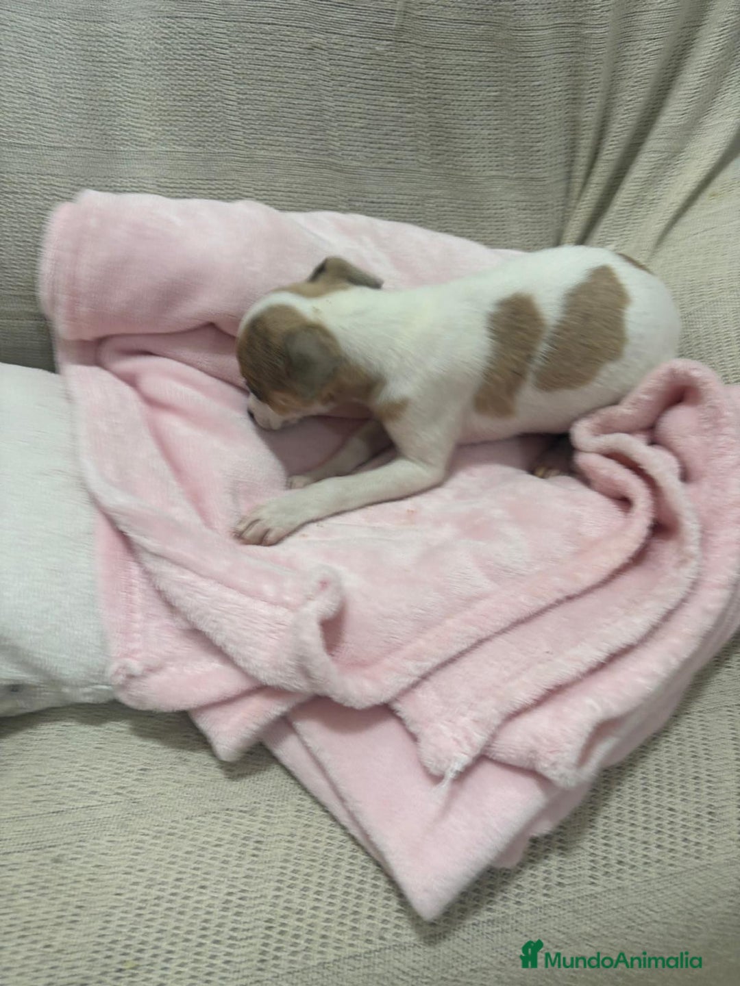 Chihuahua perros en venta: Chihuahua cabeza venado  - Imagen 4