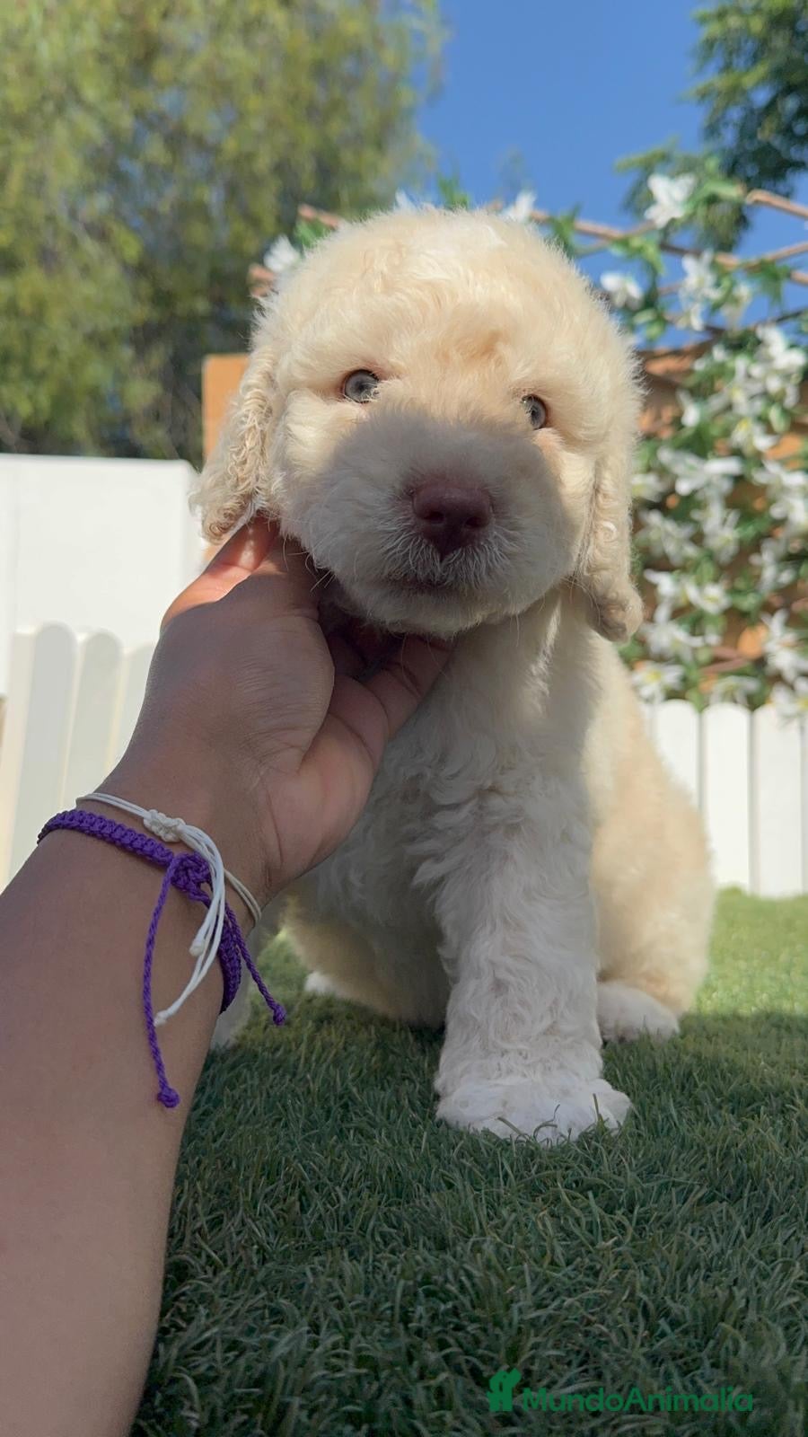 Perro de Agua Español perros en venta: PERRO DE AGUA ESPAÑOL - Anuncio 4