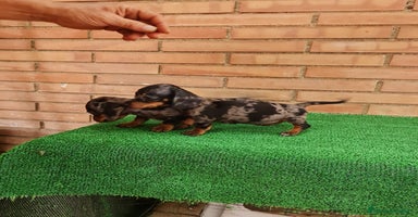 Teckel perros - Anuncio 9