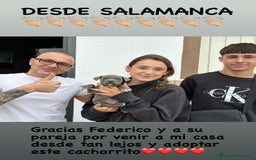 American Staffordshire-Terrier perros en venta: American Stanford  - Imagen 11