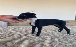Galgo Español perros en venta: Galgo español machos - Imagen 7
