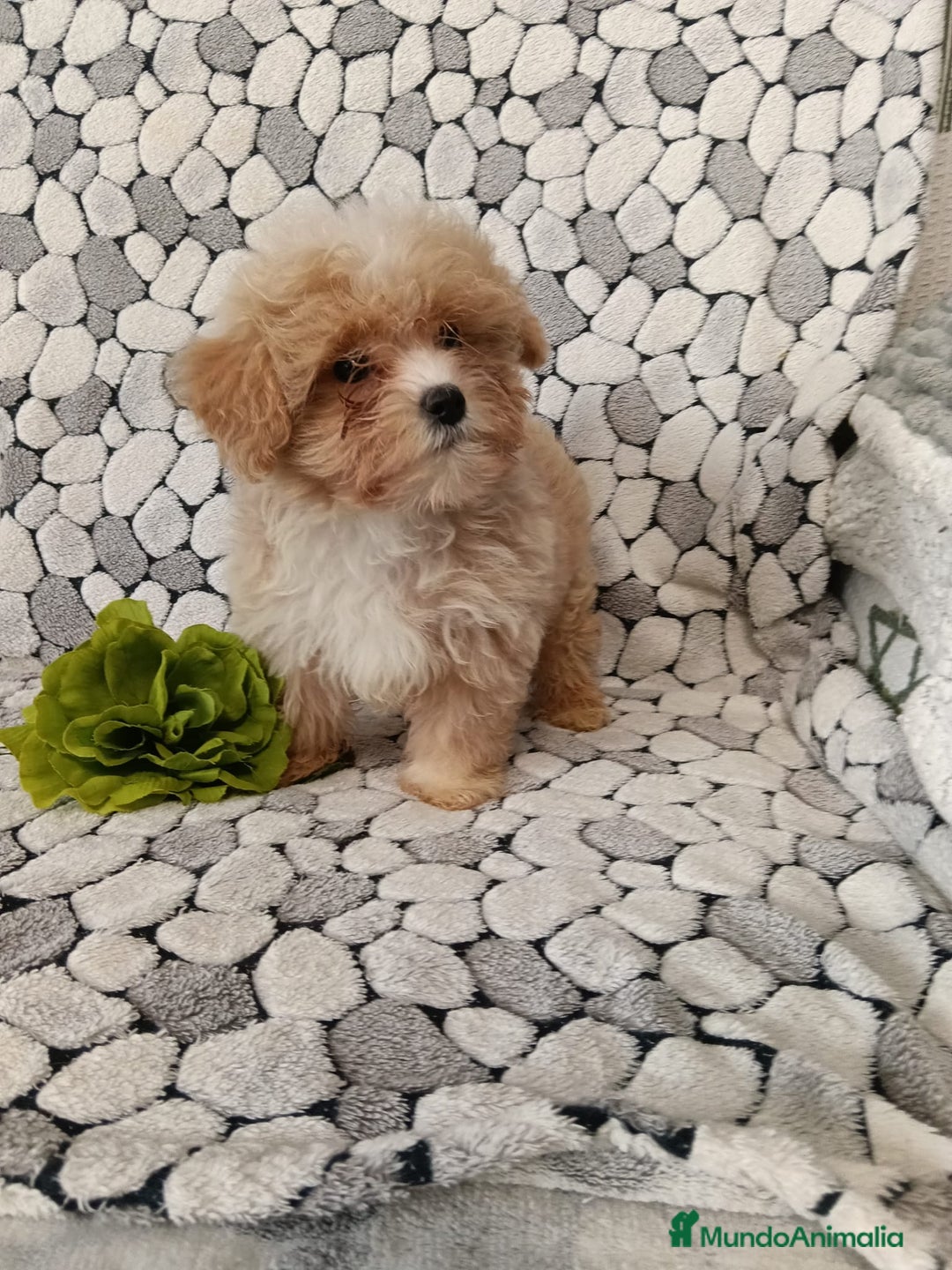 Maltipom perros en venta: Maltipoo toy  - Anuncio 2