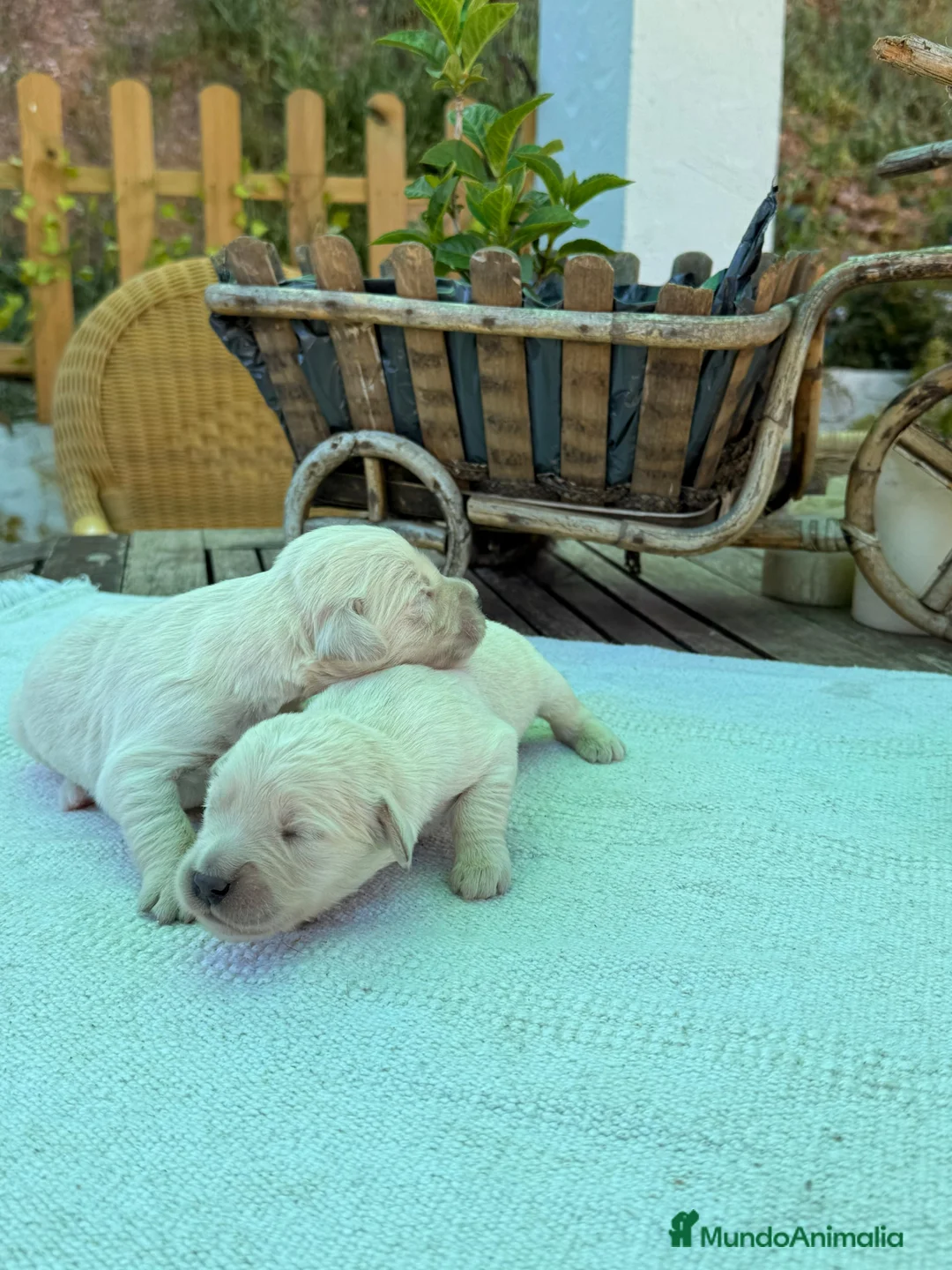 Golden Retriever perros en venta: Golden retriever bebes espectaculares bellos  - Anuncio 2