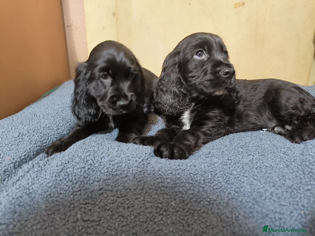 Cocker Spaniel Inglés perros en venta: Camada de Cocker en Madrid en Madrid - Anuncio 1