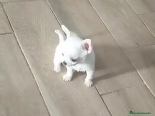 Chihuahua perros - Anuncio 23