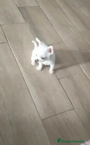 Chihuahua perros - Anuncio 2