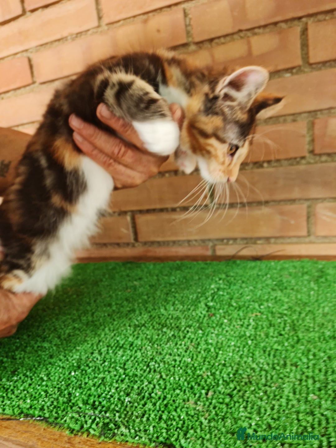 Maine Coon gatos en venta: Maine coom - Imagen 5
