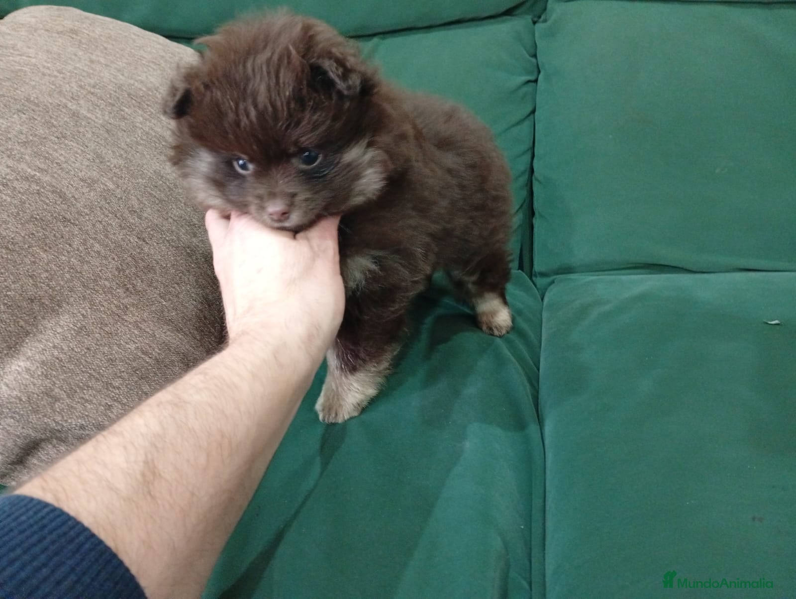 Pomerania perros Pomerania macho  - Anuncio 1