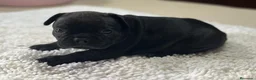 Bulldog Francés perros en venta: Cachorros de bulldog francés  - Anuncio 16