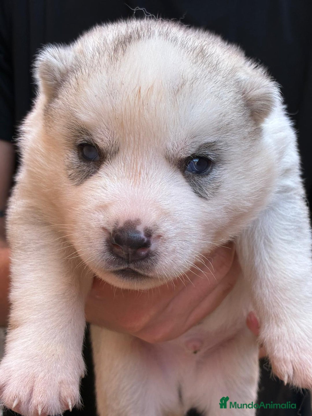 Husky Siberiano perros en venta: Husky siberiano cachorros  en Huesca - Imagen 13