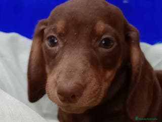 Teckel perros Teckel Macho de Kily y Tilo 7003 - AQUANATURA en Barcelona - Anuncio 37