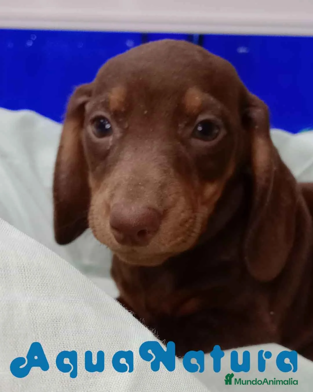 Teckel perros en venta:  Teckel Macho de Kily y Tilo 7003 - AQUANATURA en Barcelona - Anuncio 1