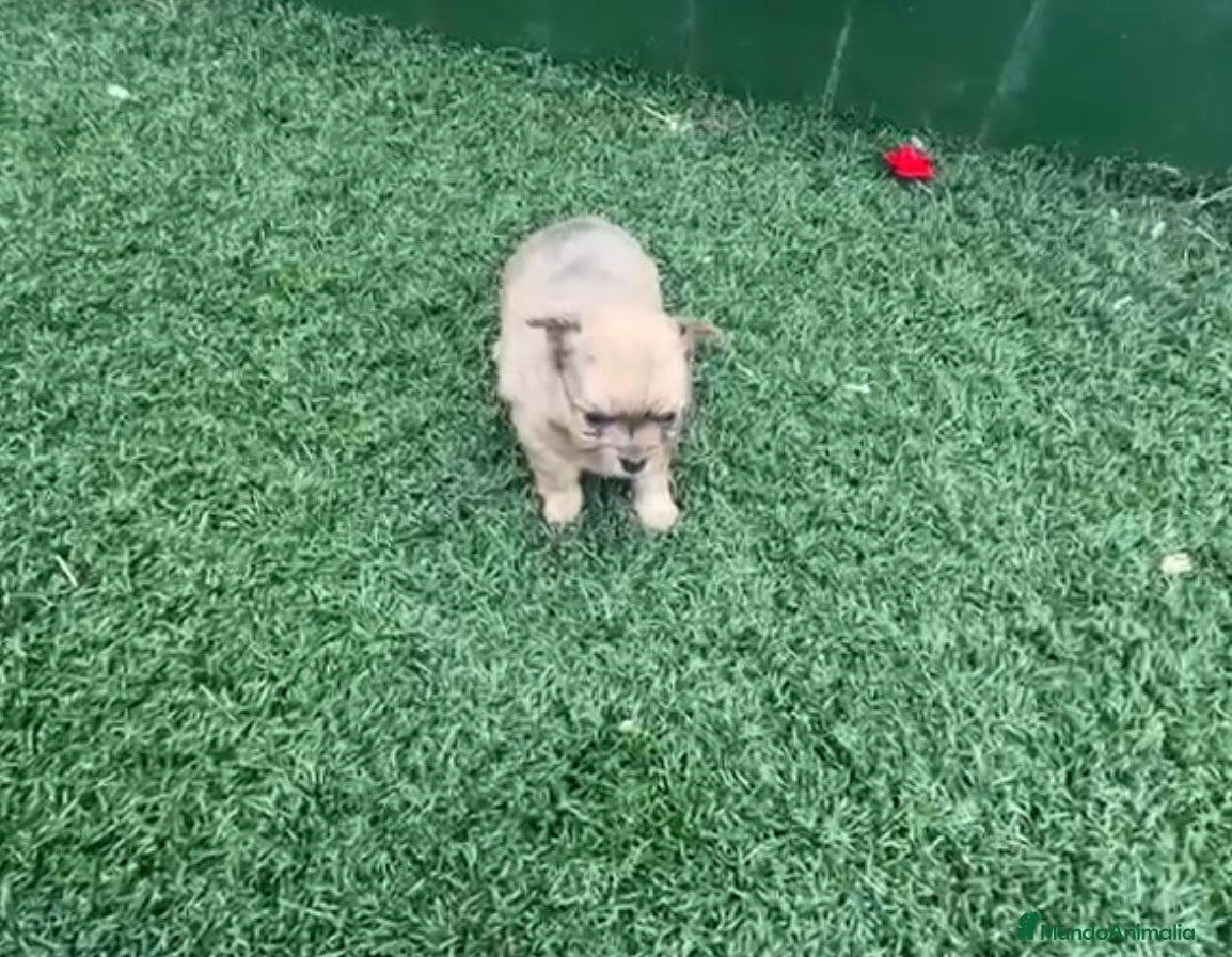 Pomchi perros Poncho macho merle  - Anuncio 1