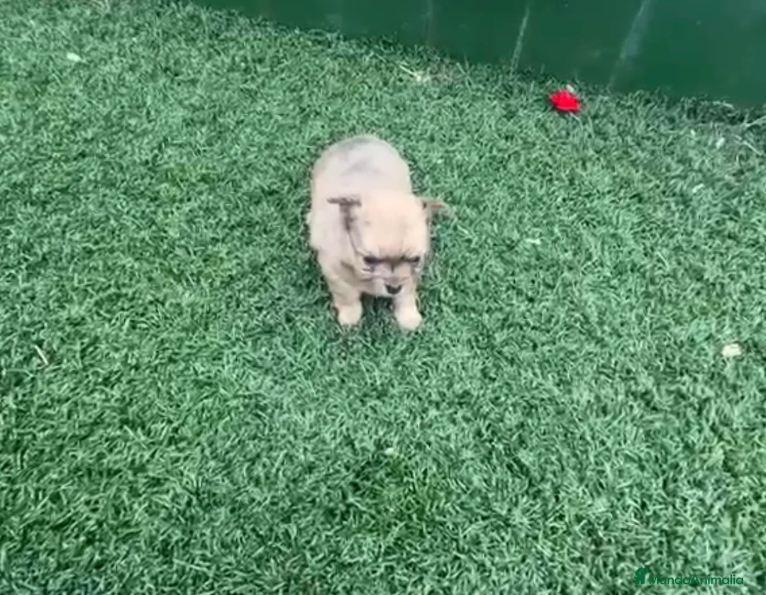 Pomchi perros en venta: Poncho macho merle  - Anuncio 1